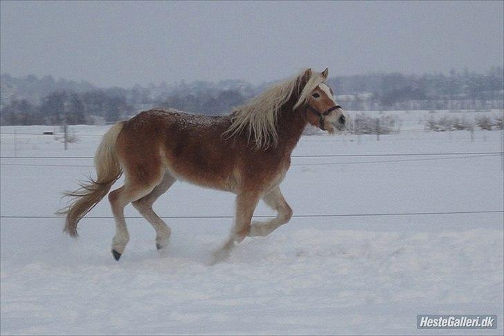 Haflinger Nanna Wican billede 15