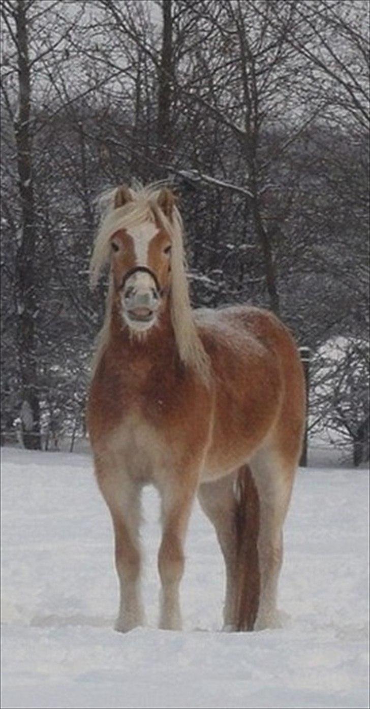 Haflinger Nanna Wican billede 16