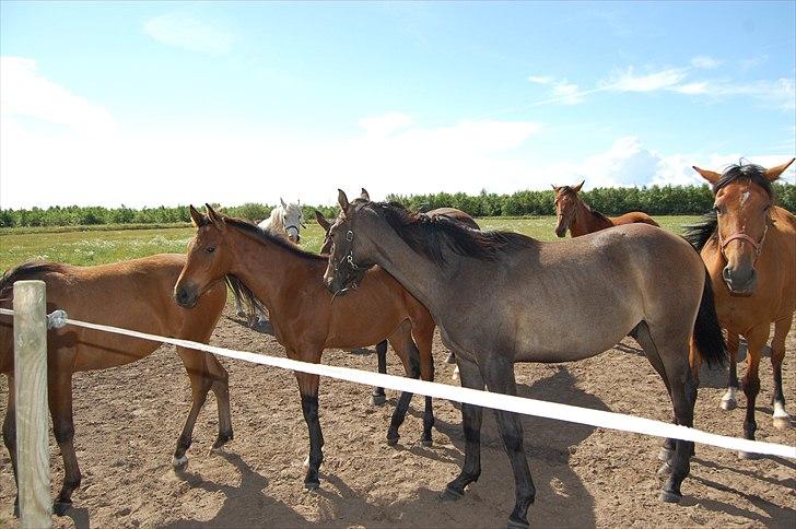 Holstener Laurish billede 2