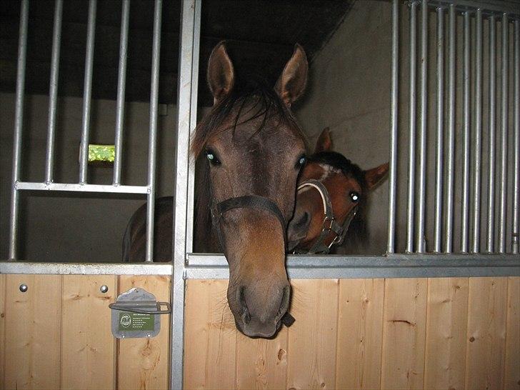 Holstener Laurish billede 3