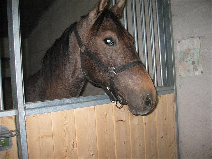 Holstener Laurish billede 1