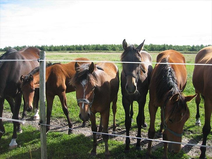 Holstener Laurish billede 4