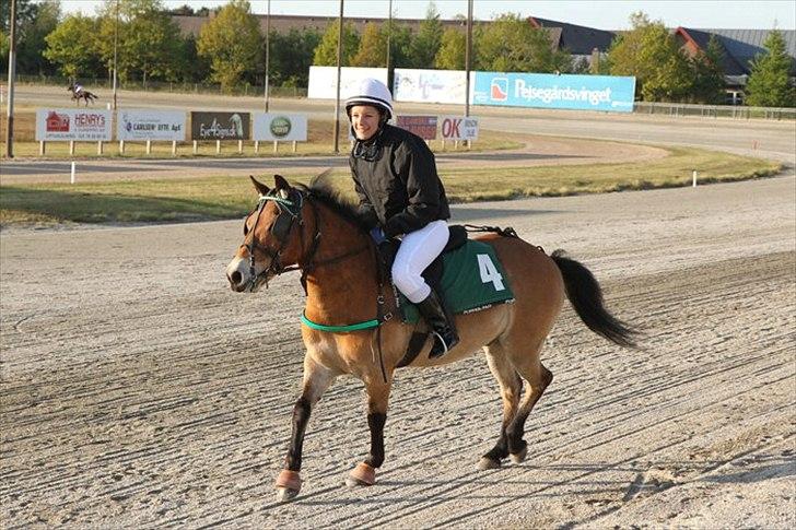 Gotlandsruss Bobbi SOLGT <3 - - Her bliver vi anden, i monté løb på Billund travbane, i tiden 2.29! :-)<3 billede 2