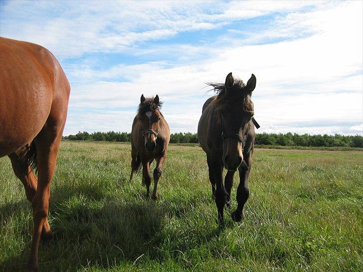 Holstener Laurish billede 5