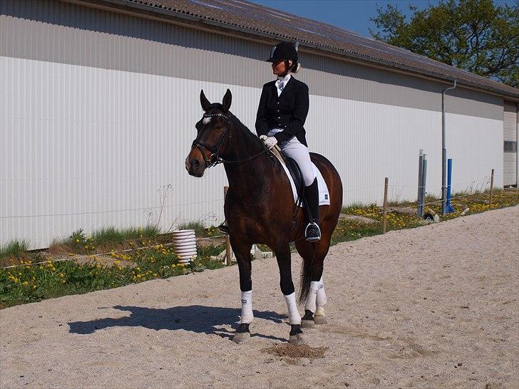 Oldenborg Uzo Horsmark billede 14