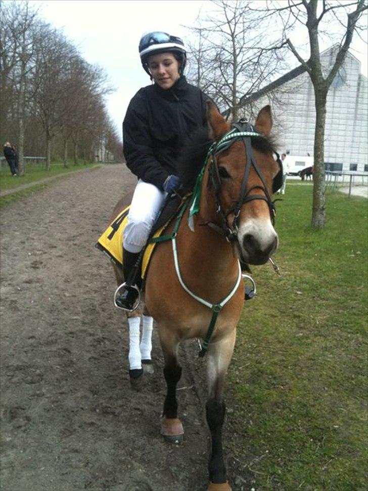 Gotlandsruss Bobbi SOLGT <3 - Lille bo og jeg til løb i Århus :-)<3 billede 4