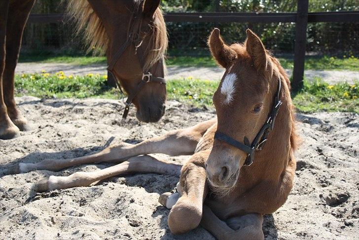 Anden særlig race Wisdoms Ameera ''SOLGT* - Den dag hun kom til verden <3 (5 maj 2011) Foto : Rebecca Jakobsen billede 9