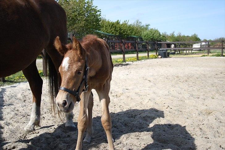 Anden særlig race Wisdoms Ameera ''SOLGT* - Den dag hun kom til verden <3 (5 maj 2011) Foto : Rebecca Jakobsen billede 10