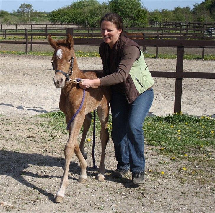 Anden særlig race Wisdoms Ameera ''SOLGT* - Den dag hun kom til verden <3 (5 maj 2011) Foto : Rebecca Jakobsen billede 11