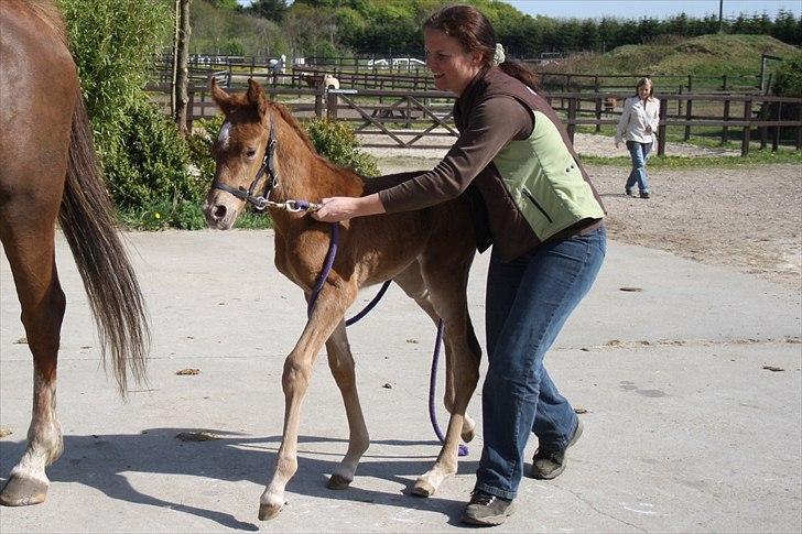 Anden særlig race Wisdoms Ameera ''SOLGT* - Den dag hun kom til verden <3 (5 maj 2011) Foto : Rebecca Jakobsen billede 12