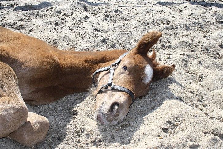Anden særlig race Wisdoms Ameera ''SOLGT* - Den dag hun kom til verden <3 (5 maj 2011) Foto : Rebecca Jakobsen billede 13