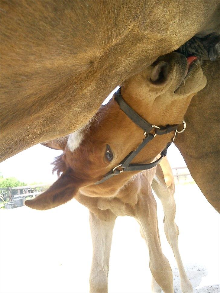 Anden særlig race Wisdoms Ameera ''SOLGT* - Her er hun 4 dage gamle <3 billede 14