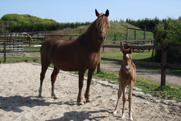 Anden særlig race Wisdoms Ameera ''SOLGT* - Den dag hun kom til verden <3 (5 maj 2011) Foto : Rebecca Jakobsen billede 15