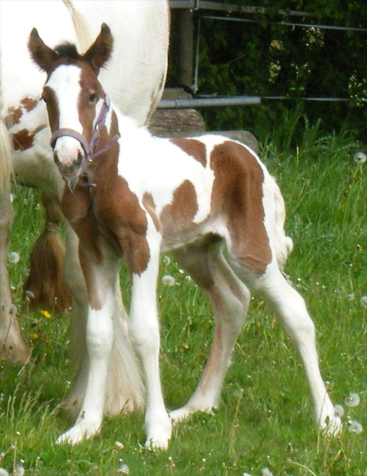 Tinker Little Miss Daisy   - Little Miss Daisy billede 7