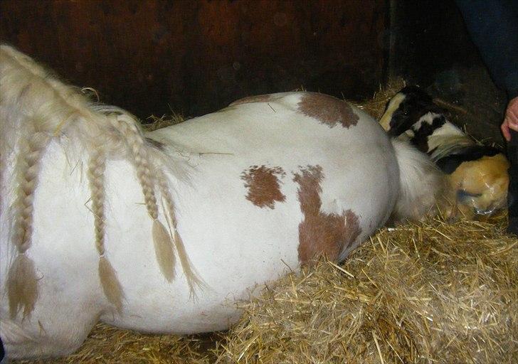 Tinker Little Miss Daisy   - Så springer jeg ud til verden billede 9