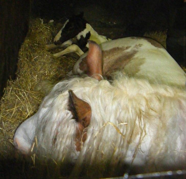 Tinker Little Miss Daisy   - D. 18.05.2011 kl ca. 02.00 billede 10