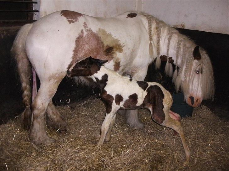 Tinker Little Miss Daisy   billede 11