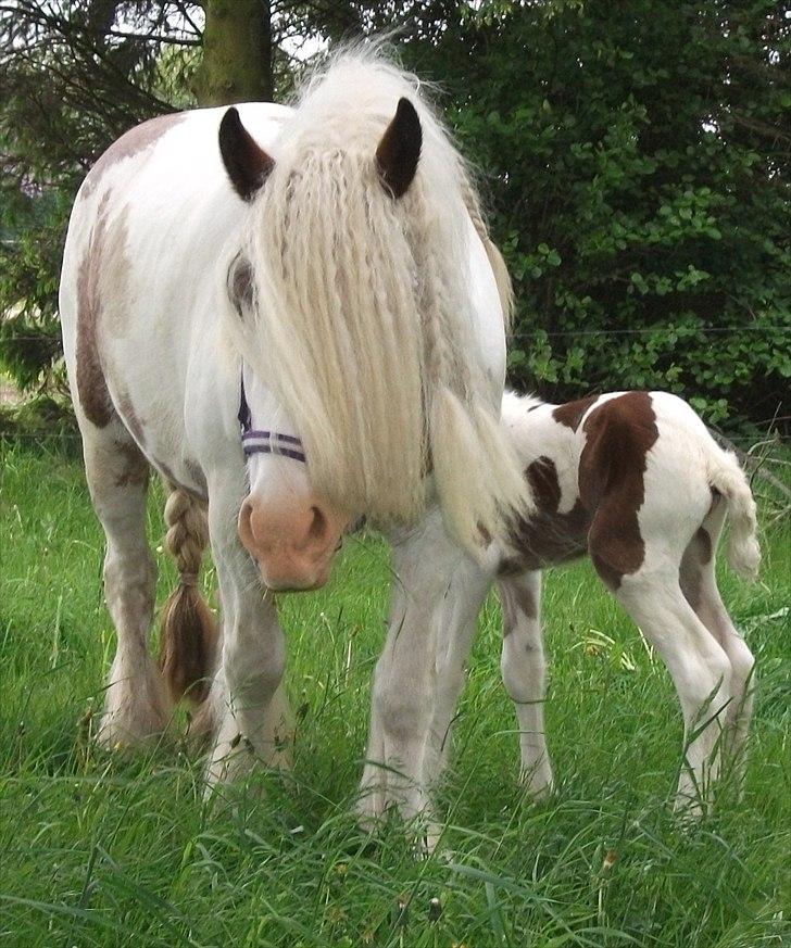 Tinker Little Miss Daisy   billede 12