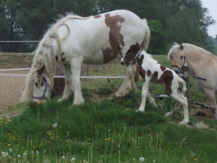 Tinker Little Miss Daisy   - Klatre Daisy billede 13