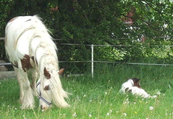 Tinker Little Miss Daisy   - En lille morfar billede 14