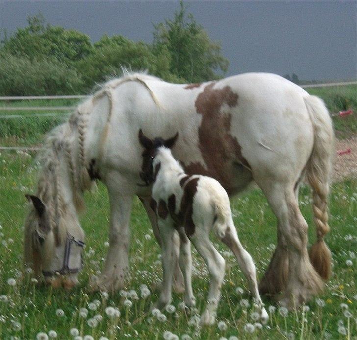 Tinker Little Miss Daisy   billede 15