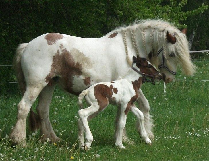 Tinker Little Miss Daisy   billede 16