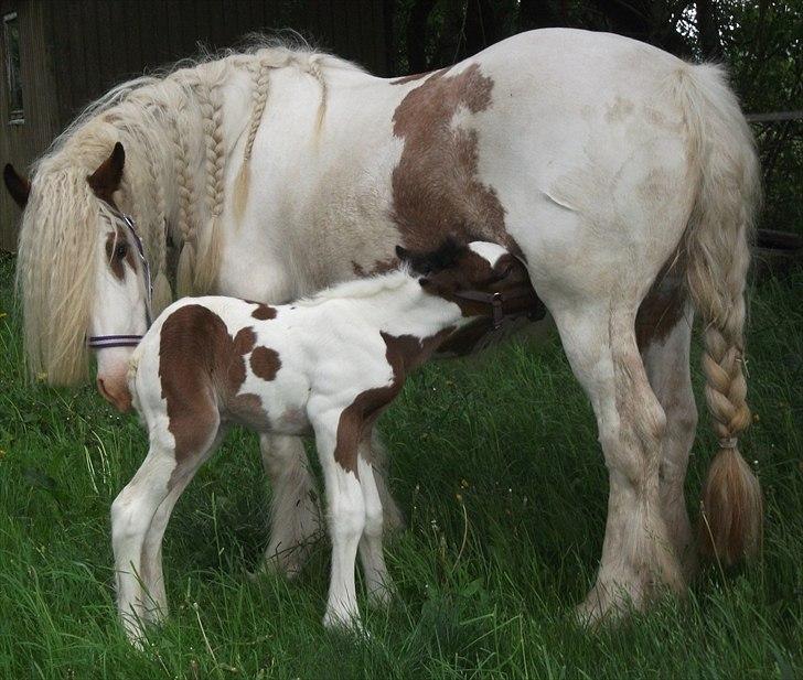 Tinker Little Miss Daisy   - Daisy og Vanilla 18.05.2011 billede 17