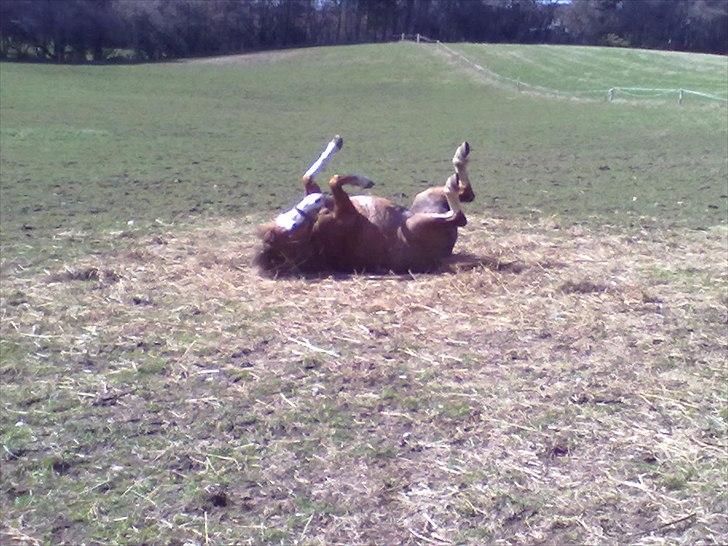 Welsh Mountain (sec A) Waterland`s Pucahontas SOLGT:`( billede 8