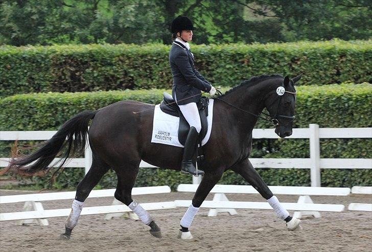 Dansk Varmblod Hot Lady billede 2