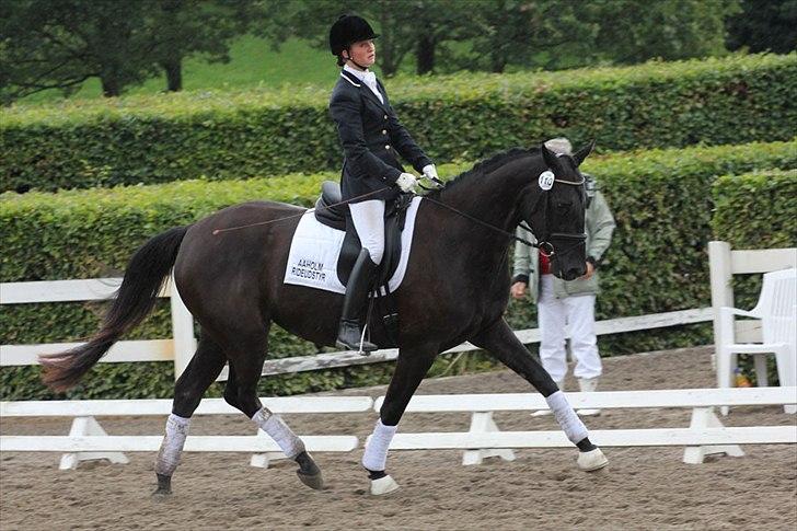 Dansk Varmblod Hot Lady billede 3