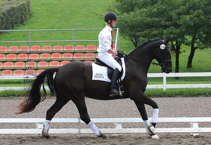 Dansk Varmblod Hot Lady billede 4