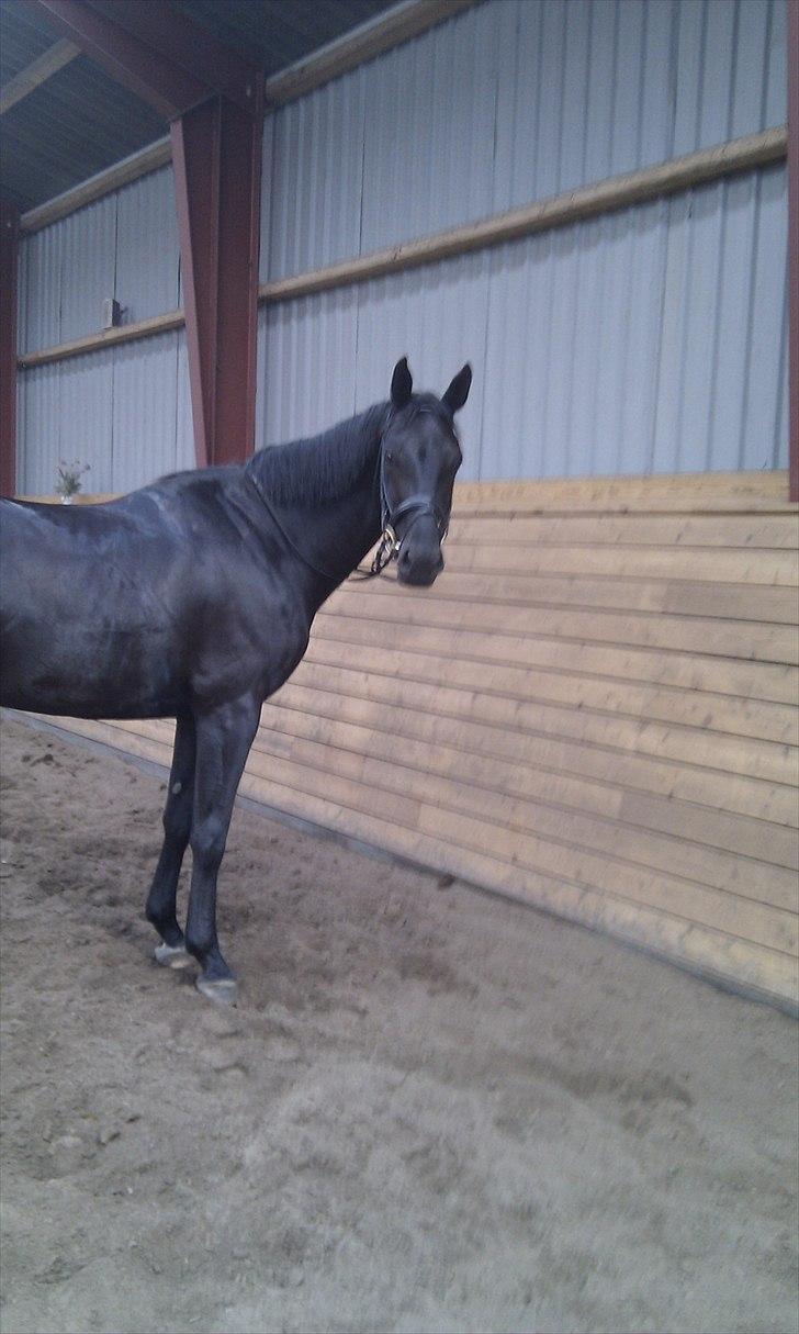 Dansk Varmblod Hot Lady billede 7