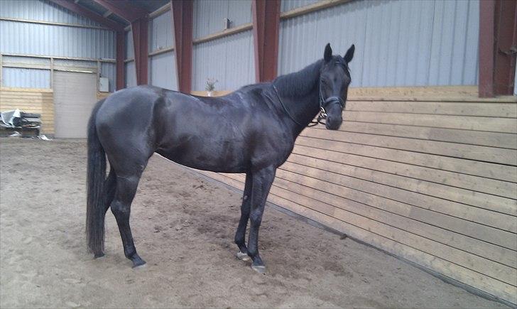 Dansk Varmblod Hot Lady billede 9