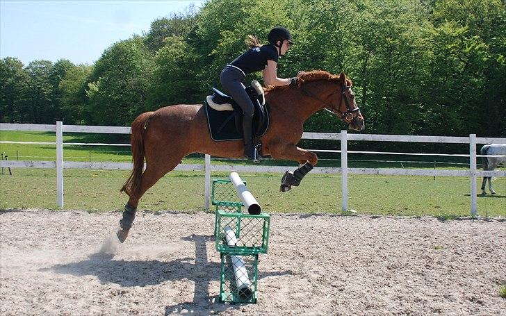 Tysk Sportspony Vanja 2 *Halv A-pony* - Skulle prøve at springe på Vanjamusen (: billede 10
