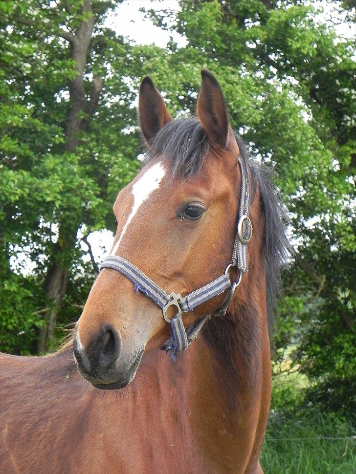 Anden særlig race Stabygårds Meegosh billede 5