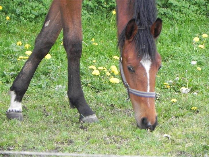 Anden særlig race Stabygårds Meegosh billede 6