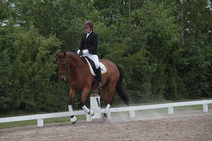 Dansk Varmblod Loukas Agerled - Stævne debut 14 maj 2011 billede 7