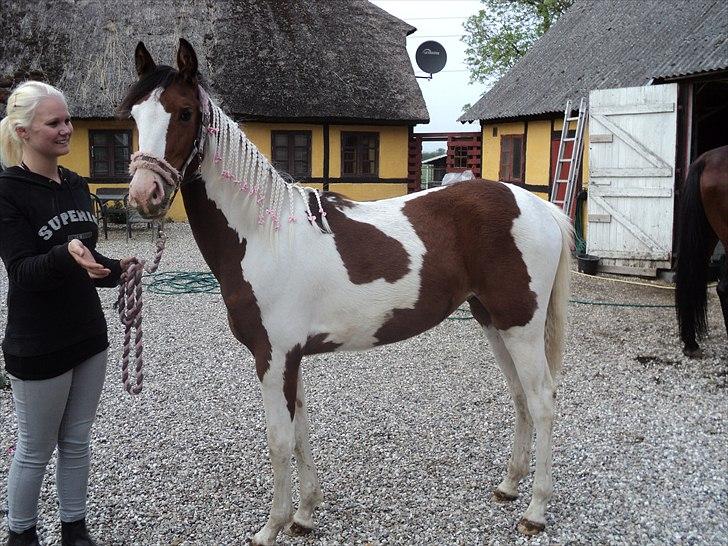 Pinto Malibu Passion - Malibu er blevet en meget glad lille pige, efter vi flyttede hende fra det gamle sted :) billede 8