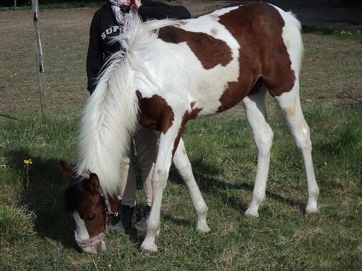 Pinto Malibu Passion - Min smukke lille pige, som har en smuk man :) billede 10