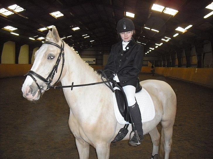 Palomino Isabella - se lige min lille isabella er hun ikke sød:-)   billede 1