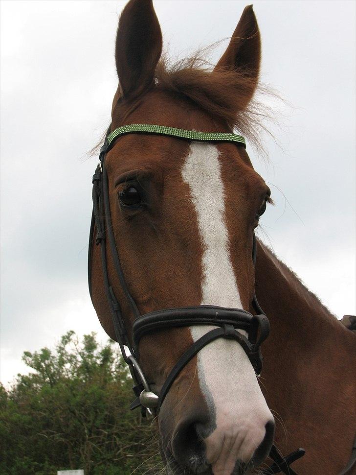 Frederiksborg Frederikke - hun er bare så køn  billede 6