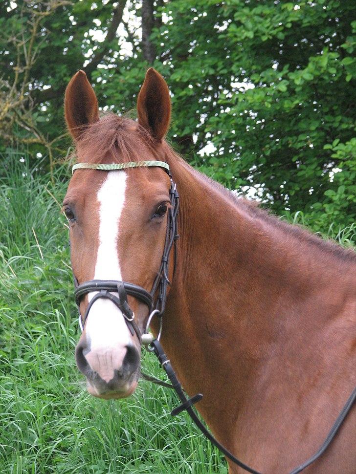 Frederiksborg Frederikke billede 7