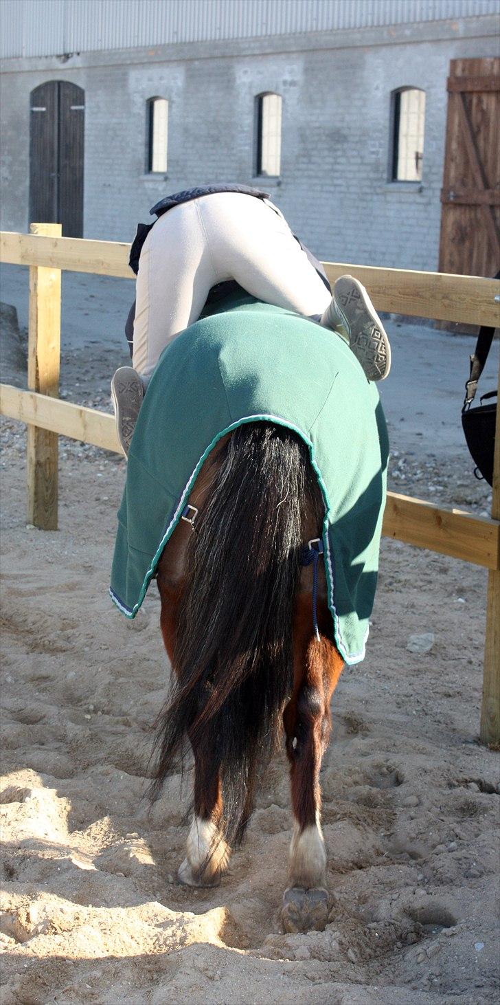 Welsh Partbred (Sec F) Cookie - FOTO: Freja Thomasen - „Intet er nemmere end at sige hej... Men heller intet er sværere end at sige farvel...“ billede 20