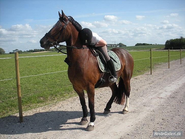 Welsh Cob (sec D) Tomba <3  (Halvpart) - Velkommen til Tomba´s profil. Jeg stoler 100% på dig skat. Foto: Christina  billede 1