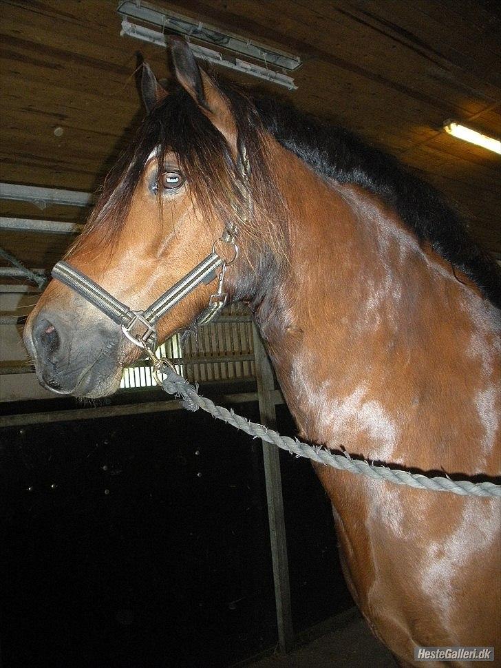 Welsh Cob (sec D) Tomba <3  (Halvpart) - Her står han bare smukt og kikker. Foto: Christina  billede 2