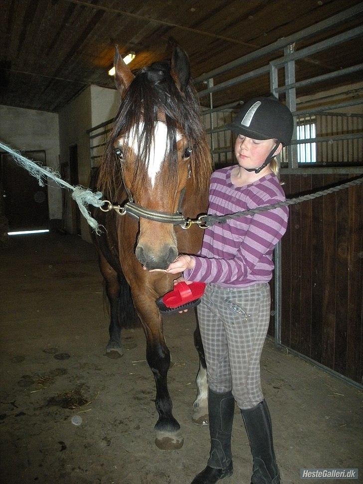 Welsh Cob (sec D) Tomba <3  (Halvpart) - ummmhhh godbid. Foto: Christina  billede 4