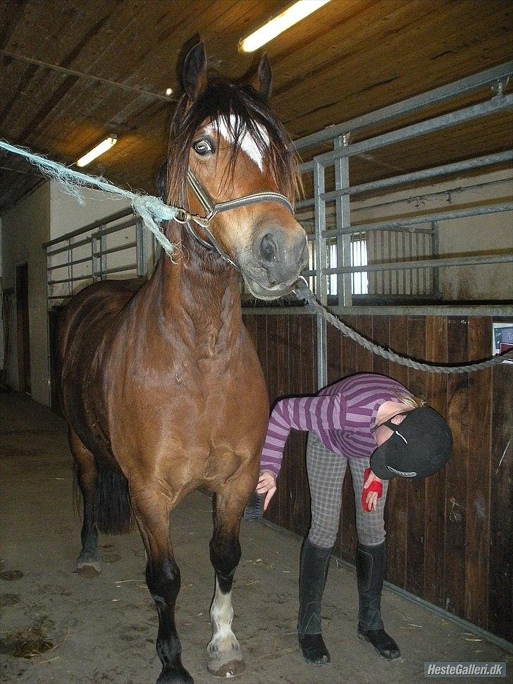 Welsh Cob (sec D) Tomba <3  (Halvpart) - hov var der et eller andet derude. Nej det var der hvist ikke. Foto: Christina  billede 19