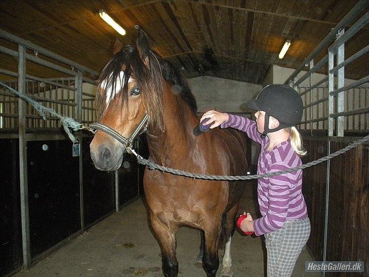 Welsh Cob (sec D) Tomba <3  (Halvpart) - Er du ikke snart færdig?. Foto: Christina  billede 17