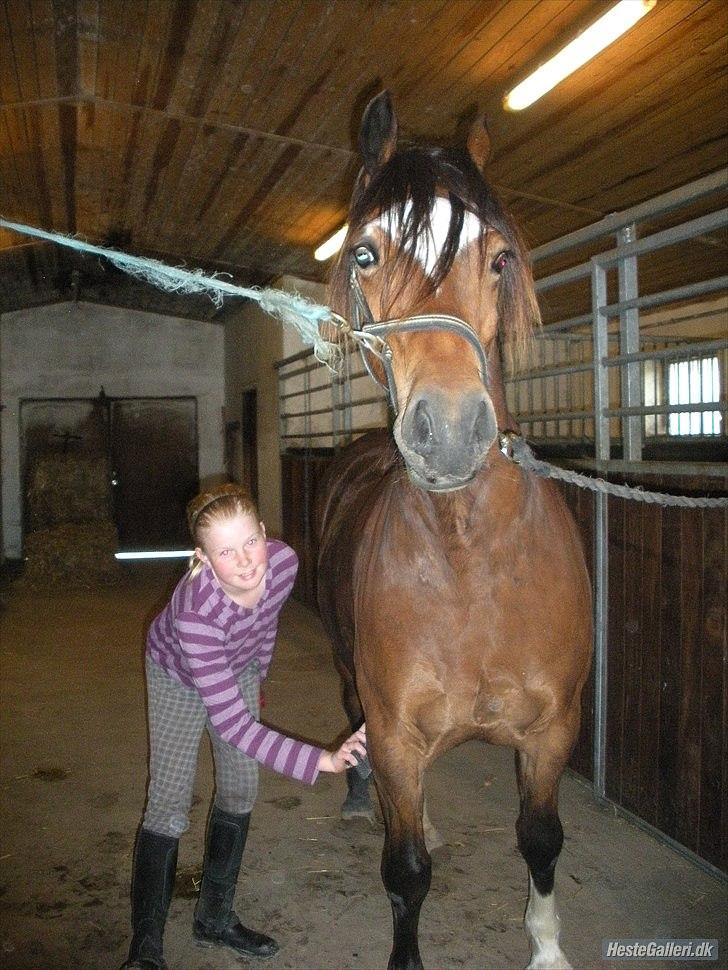 Welsh Cob (sec D) Tomba <3  (Halvpart) - Hvad laver du du der fotograf?. Foto: Christina  billede 14