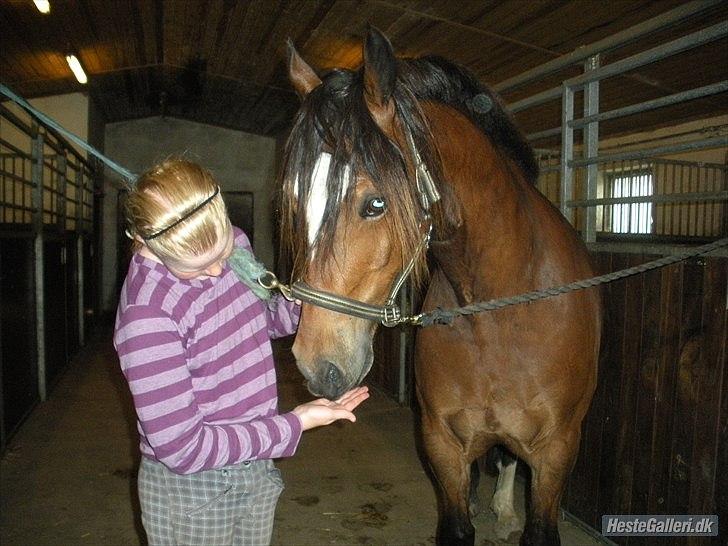 Welsh Cob (sec D) Tomba <3  (Halvpart) - jubii endnu en godbid. Foto: Christina  billede 5